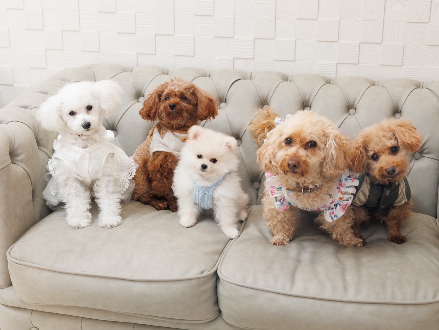 看板犬5匹♪の画像